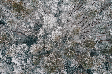 Winter in the woods, the trees are covered with white snow, winter is like a fairy tale.