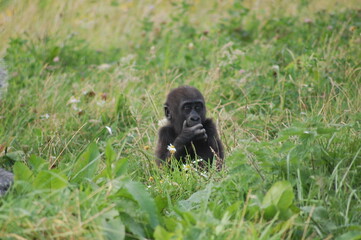 Baby Gorilla 2