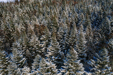 Winter in the woods, the trees are covered with white snow, winter is like a fairy tale.