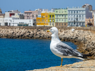 Landscape with seagull Background 
