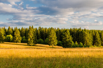 Fototapeta premium Sommerspaziergang durch die schöne Natur des Thüringer Waldes