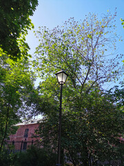 A lantern among the branches of a tree in the Catherine Park on the bank of the Obvodny Canal in the city of Kronstadt against the background of a blue cloudless sky.