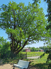 A bench next to an oak tree planted by Makarov in 1902 in the Summer Garden of Kronstadt against the background of a blue cloudless sky