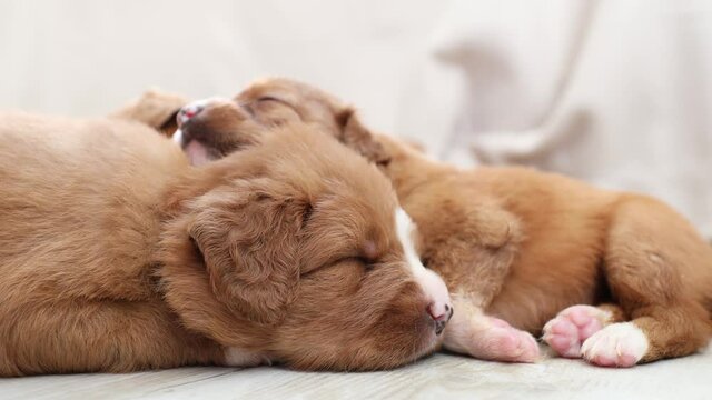 Cute dogs sleeping at home. Purebred puppies of Nova Scotia Duck Tolling Retriever. Real time footage in 4K resolution. 