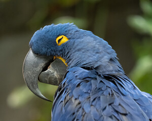 blue and yellow macaw