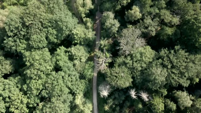 Flug &uuml;ber Wald