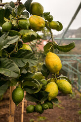 Lemon orchard with bunch of young ripening green and yellow lemons hanging on tree branches with leaves. Growing tropical citrus fruits background. Healthy eating lifestyle, organic farming concept.
