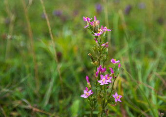 Pink centauria flowers on a green background