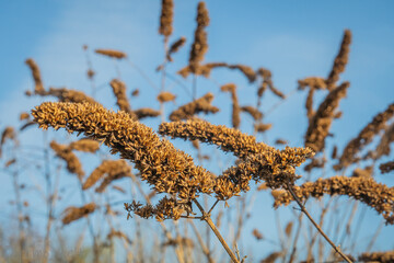 Ein Blick durch die Pflanzen in den blauen Himmel!