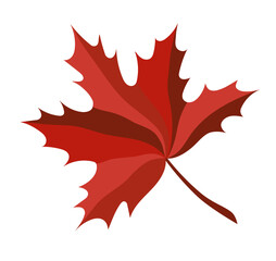 Multicolored isolated autumn red maple leaf