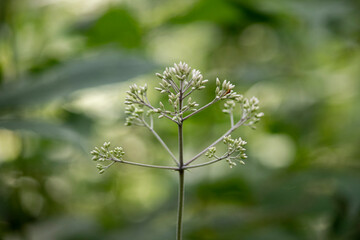 A Cow Parsnip plant in bloom