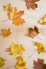 dry yellow maple leaves with shadows on beige background. flat lay