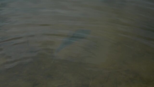 zander released into the water after being caught for spinning