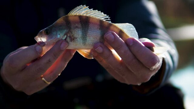 Perch in the hands of a fisherman. Spinning chopper on the river. Perch with bait in your mouth