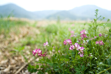 meadow with flowers