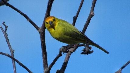 yellow and blue bird