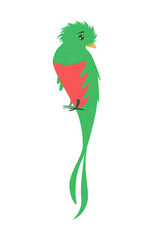 Cute cartoon quetzal bird isolated on white transparent background. Vector flat design children illustration. Side view. Animal drawing. Side view