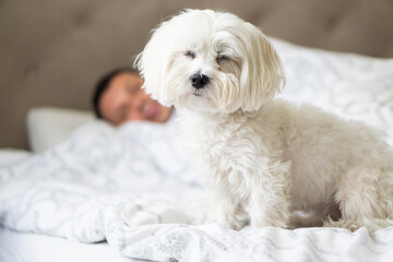 Cute white maltese dog sitting on the bed with his eyes closed near the sleeping owner. The dog...