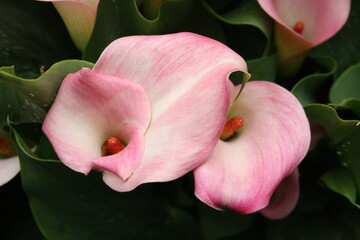 Pink marble coloured flowers