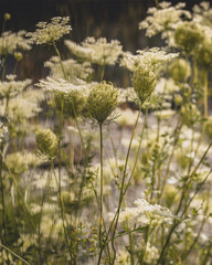 spring in the forest