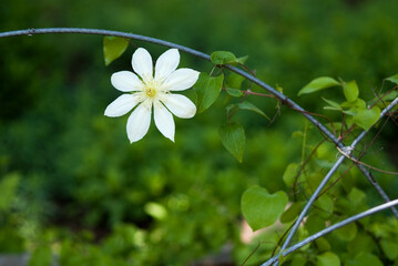 white flower(clematis)