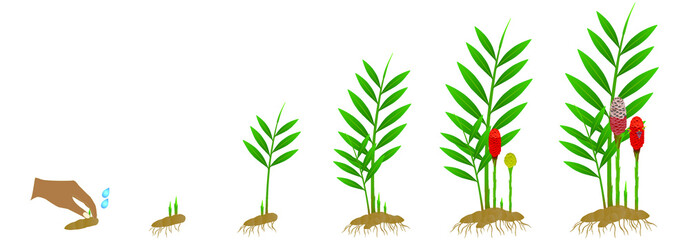 Cycle growth of zingiber spectabile ginger plant from the rhizome on a white background. © zxczxc80