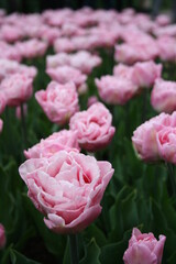 Field of pink tulips in keukenhof tulip garden