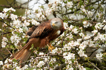 Red kite, in a tree with white blossom. Sky in the background. Bird of prey portrait The bird seen from the side