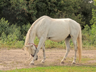 A white horse foal grazing in the meadow