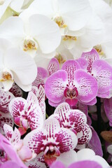 Orchids in pink, white and purple colours