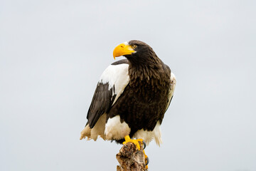 Steller's sea eagle sits on a stump against the background of blue sky. The bird of prey looks to the left