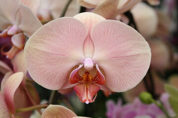 Pink orchid in a closeup