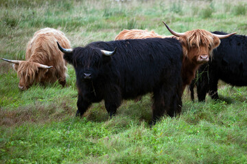 Highland cattle or Highland cow it's a Scottish breed of rustic cattle. It originated in the Scottish Highlands and the Outer Hebrides islands of Scotland and has long horns and a long shaggy coat. 