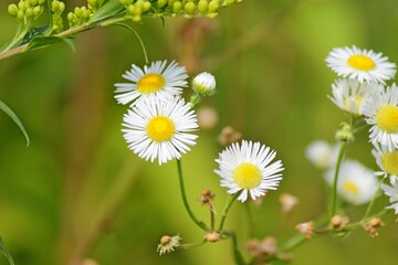 white, flowers grow in a field on a green background © Сергей Бадалов