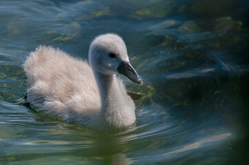 Baby swan
