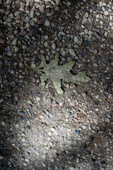Green leaf on the gravel ground with shadows and light spots