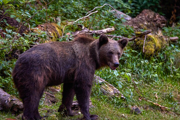the brown bear in freedom, more and more frequent appearances in populated places in Romania (Transfagaraseanul).