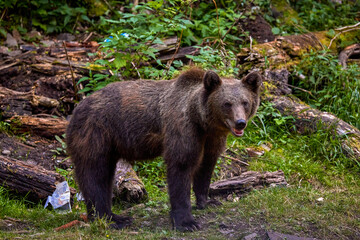 the brown bear in freedom, more and more frequent appearances in populated places in Romania (Transfagaraseanul).