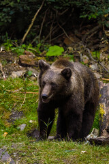 the brown bear in freedom, more and more frequent appearances in populated places in Romania (Transfagaraseanul).