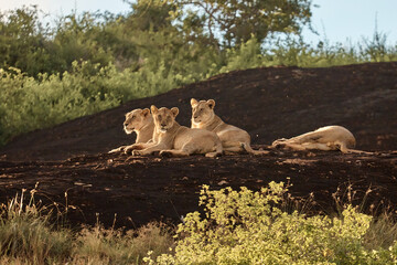 family of lions on vacation. safari in kenya