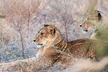a pair of lions looking to the side