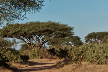 Fototapeta premium nature of kenya
