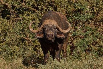 Obraz premium buffalo. animal walk on safari