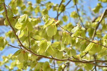 Buchenlaub beim Austrieb