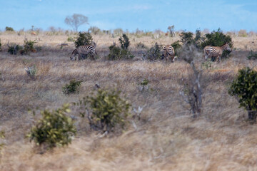a family of zebras walking. safari kenya