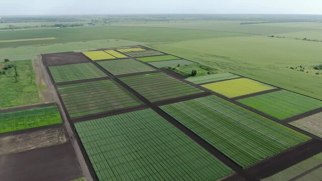Aerial pan over beautiful plots of plants. Exhibition agrocenter