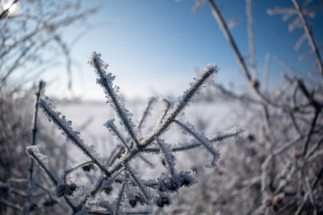 snow covered branches
