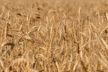 Wheat field. Ears of ripe golden wheat close-up. Beautiful Natural Landscape. The concept of agriculture and farming. A rich harvest