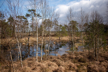 reeds in the water