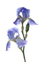 Beautiful irises isolated on white. Spring flower